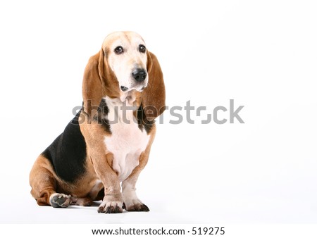  harry the dog