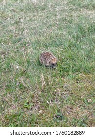 Harry The Hedgehog Hiding For Fun