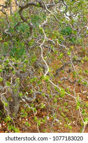 Harry Lauder's Walking Stick Growing In A Central Indiana Garden On An April Afternoon.