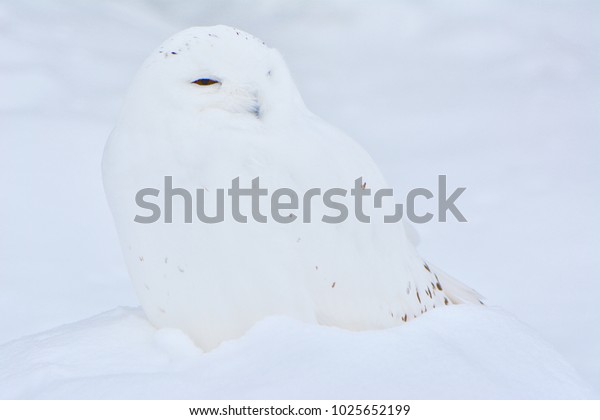 Harry Potters White Owl Snowy Owl Animals Wildlife Stock Image 1025652199