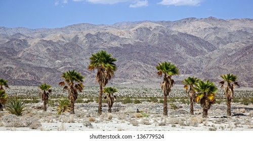 197 Indio desert Images, Stock Photos & Vectors | Shutterstock