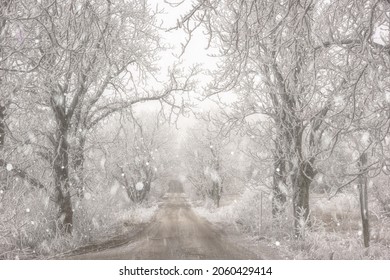 Harsh frosted trees and grass along a narrow rural road, scenic winter landscape during snowfall. Outdoor travel or transportation background