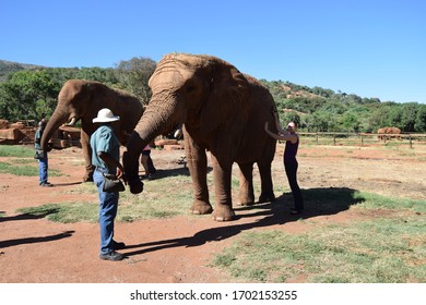 Hartbeespoort, South Africa - January 01, 2018: Visiting And Having An Interaction With Elephants At The Hartbeespoort Elephant Sanctuary.