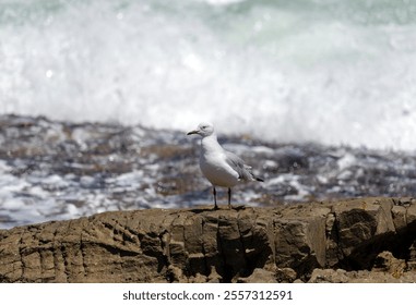 Hartlauba gull, Chroicocephalus hartlaubii. Seagull bird stand on rock against background of blue ocean, sea breeze. South Africa marine landscape, natural vacation wallpaper, copy space - Powered by Shutterstock