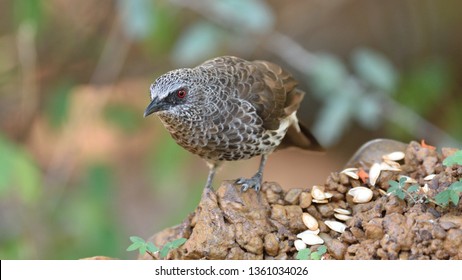 Hartlaub's Babbler, Turdoides hartlaubii