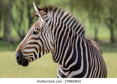 Hartmann's Mountain Zebra