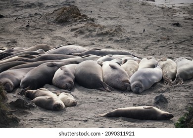 A harum of Northern Elephant Seals (Mirounga angustirostris) bask in the sun at the Piedras Blancas Rookery in San Simeon, CA.