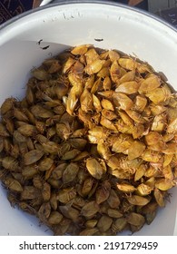 Harurwa Insect, Zimbabwean Edible Bugs