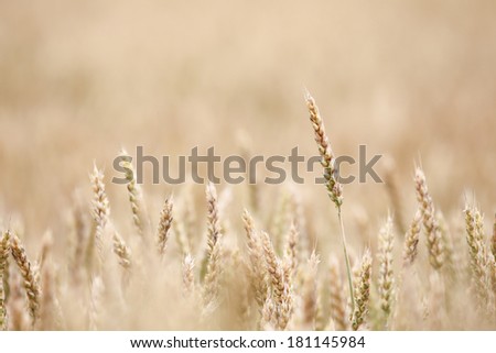 Similar – country love Wheat ear