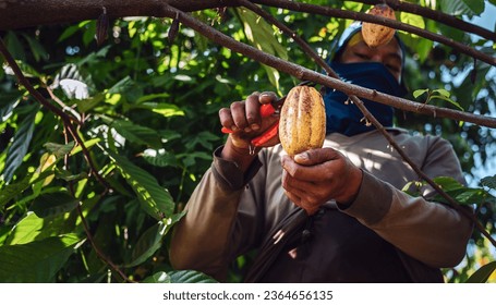 Harvest the agricultural cocoa business produces. Low-angle view of Cocoa farmers use pruning shears to cut the cocoa pods or ripe yellow cacao from the cacao tree - Shutterstock ID 2364656135