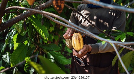 Harvest the agricultural cocoa business produces.Cocoa farmers use pruning shears to cut the cocoa pods or fruit ripe yellow cacao from the cacao tree - Shutterstock ID 2364656137