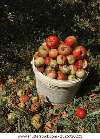 Harvest apples collected ina bucket . Summertime.