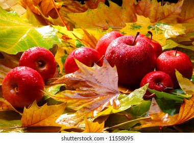 Harvest. Autumn Still Life With Red Apples And Leaves