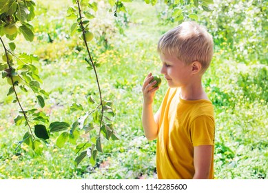 Harvest. The boy collects apples on a Sunny summer day in the garden. Baby and Apple tree.