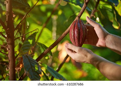 Harvest Of Cacao Pods In Natural Farm Plantation