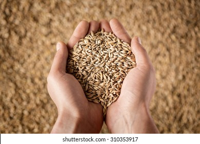 Harvest, close up of farmer's hands holding wheat grains