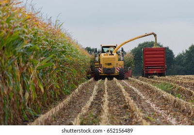 Harvest Corn Harvester And Tractor In Corn