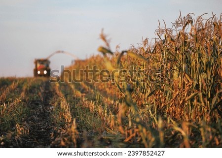 Harvest corn harvester and tractor in maize. Farm silage production concept, fermented feed for food of cow.