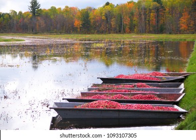 Harvest of cranberries
