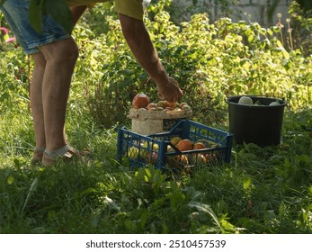 Harvest Day: Full-Length Portrait of a Senior Man with Freshly Picked Tomatoes and Zucchini - Powered by Shutterstock