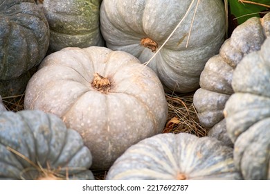 Harvest Festival With Autumn Pumpkins And Vegetables. Sale Of Agricultural Crops On The Outdoor Market After The Holiday