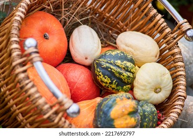 Harvest Festival With Autumn Pumpkins And Vegetables. Sale Of Agricultural Crops On The Outdoor Market After The Holiday