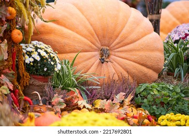 Harvest Festival With Autumn Pumpkins And Vegetables. Sale Of Agricultural Crops On The Outdoor Market After The Holiday