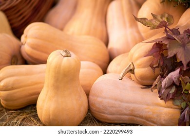 Harvest Festival With Autumn Pumpkins And Vegetables. Sale Of Agricultural Crops On The Outdoor Market After The Holiday