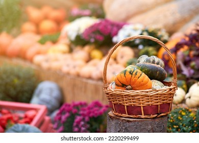 Harvest Festival With Autumn Pumpkins And Vegetables. Sale Of Agricultural Crops On The Outdoor Market After The Holiday