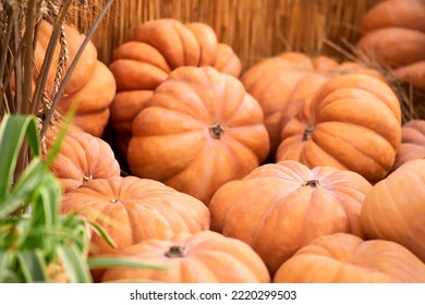 Harvest Festival With Autumn Pumpkins And Vegetables. Sale Of Agricultural Crops On The Outdoor Market After The Holiday, Background