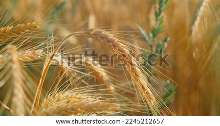 Harvest festival crop yield. Agriculture wheat field. Sunset soft light. Ears of wheat close-up.