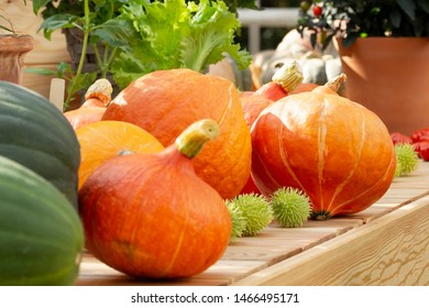 Harvest Festival, Round Orange Ripe Pumpkins, Farm Shop Counter Market