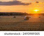 harvest in the field, stubble field during sunset. mowing wheat, rye. farming in the field next to the forest during sunset. sun rays, warm sun. rural landscape after agricultural work. hay straw bale