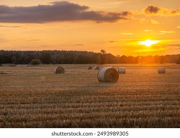 harvest in the field, stubble field during sunset. mowing wheat, rye. farming in the field next to the forest during sunset. sun rays, warm sun. rural landscape after agricultural work. hay straw bale - Powered by Shutterstock