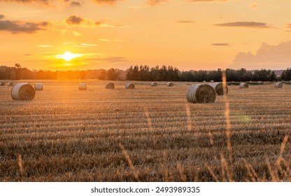 harvest in the field, stubble field during sunset. mowing wheat, rye. farming in the field next to the forest during sunset. sun rays, warm sun. rural landscape after agricultural work. hay straw bale - Powered by Shutterstock