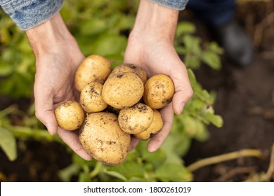 Harvest fresh potatoes in the palms of a man - Shutterstock ID 1800261019