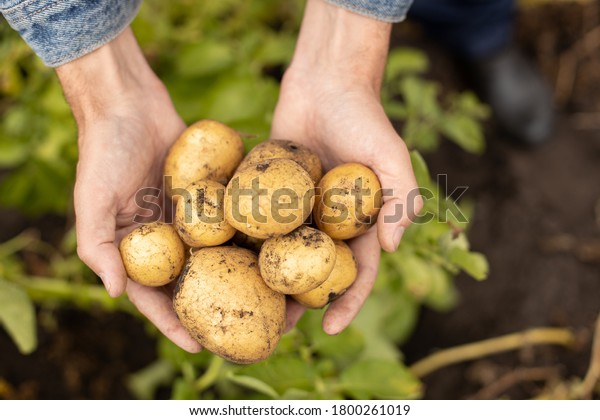 Harvest fresh\
potatoes in the palms of a\
man