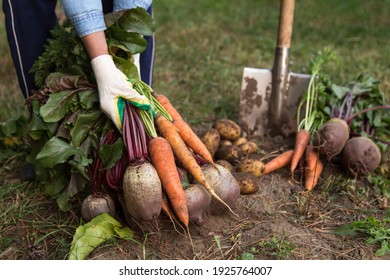 Harvest of fresh raw carrot, beetroot and potatoes on ground in garden. Farmer harvesting organic vegetables
