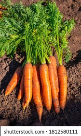 Harvest of fresh ripe organic carrot on the ground of farm