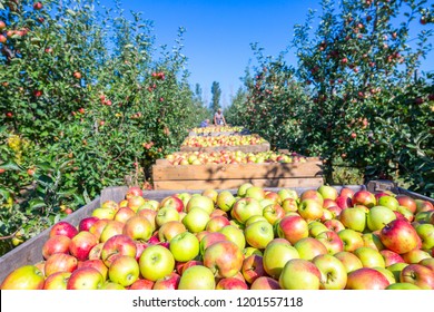 The harvest of fresh ripe red apples just collected from the trees are folded into large wooden pallet containers. A sunny autumn day in farmer's orchards. Production capacity of a orchards farm.