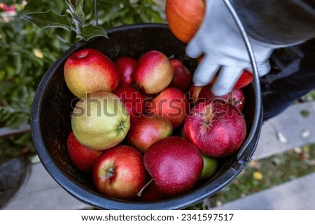 The harvest of fresh ripe red apples just collected from the branches are folded into large plastic buckets. Production capacity of a orchards farm in Bukovyna region, Ukraine.