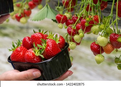 Harvest of fresh tasty ripe red strawberries growing on strawberry farm in greenhouse