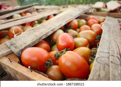 harvest fresh tomatoes in the garden