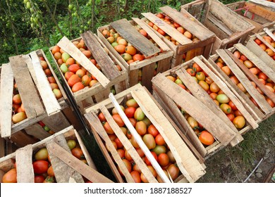 harvest fresh tomatoes in the garden