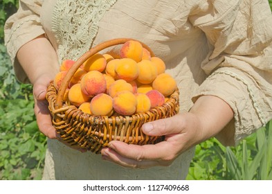 Harvest fruit apricot. Senior woman gardening. Ripe apricots after harvesting. - Powered by Shutterstock