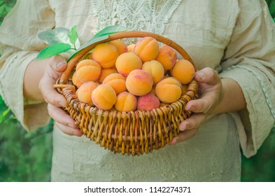 Harvest fruit apricot. Senior woman gardening. Ripe apricots after harvesting. - Powered by Shutterstock