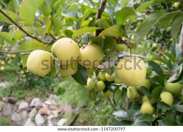 Harvest Golden Apple Fanus Kalpa Himachal Stock Photo Edit Now