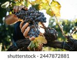 Harvest of Grapes with Hands, Italian Vineyard on Mount Etna, Sicily Nerello Mascalese Wine