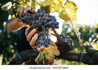 Harvest of Grapes with Hands, Italian Vineyard on Mount Etna, Sicily Nerello Mascalese Wine - Powered by Shutterstock