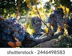 Harvest of Grapes, Italian Vineyard on Mount Etna, Sicily – Nerello Mascalese Wine